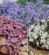 bloeiende planten