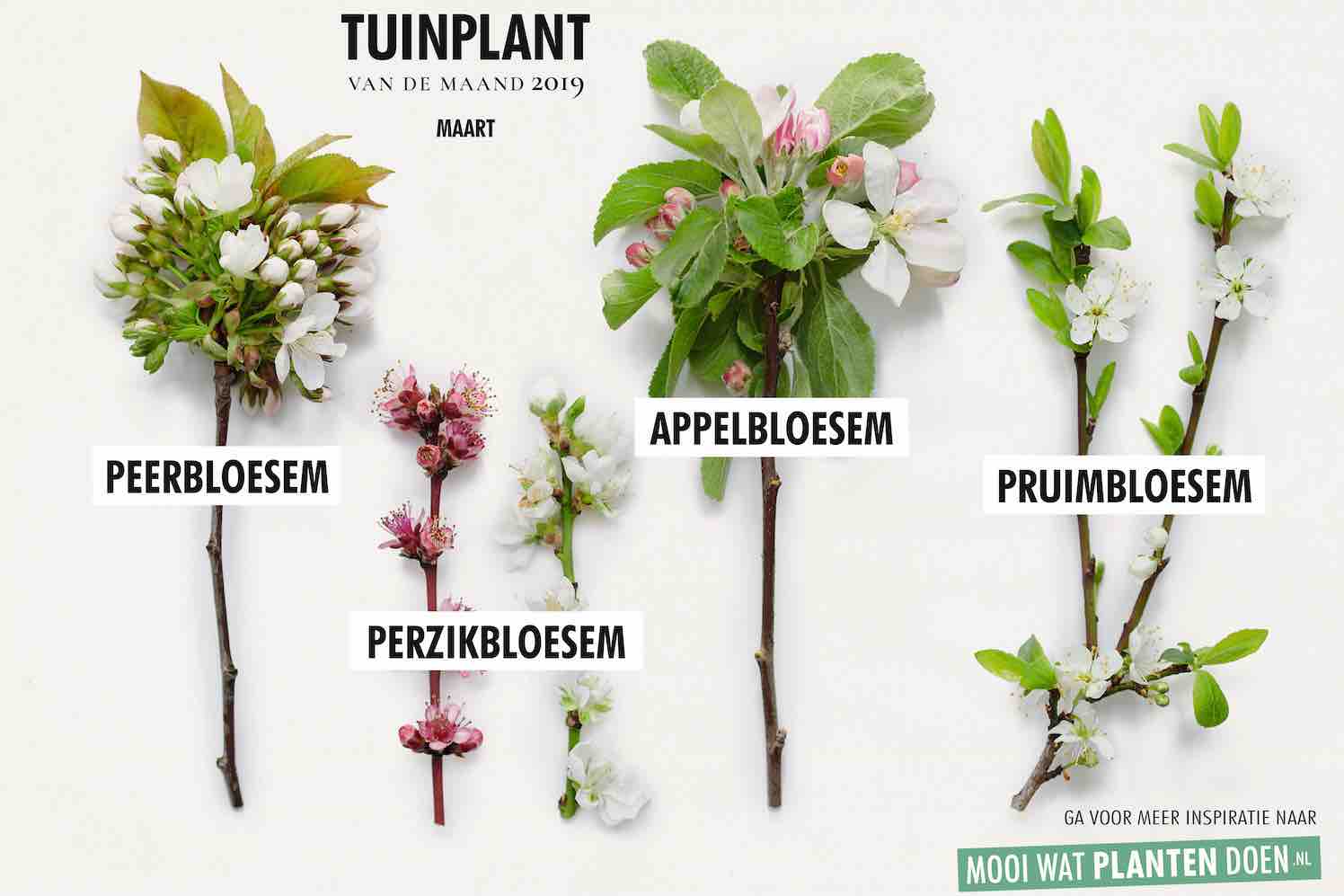 bloembollen planten maart
