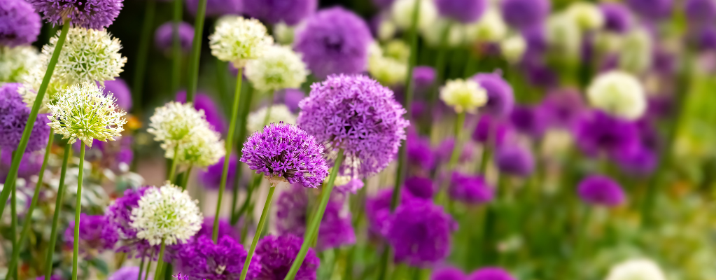 bollen planten