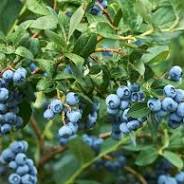 bosbessen planten