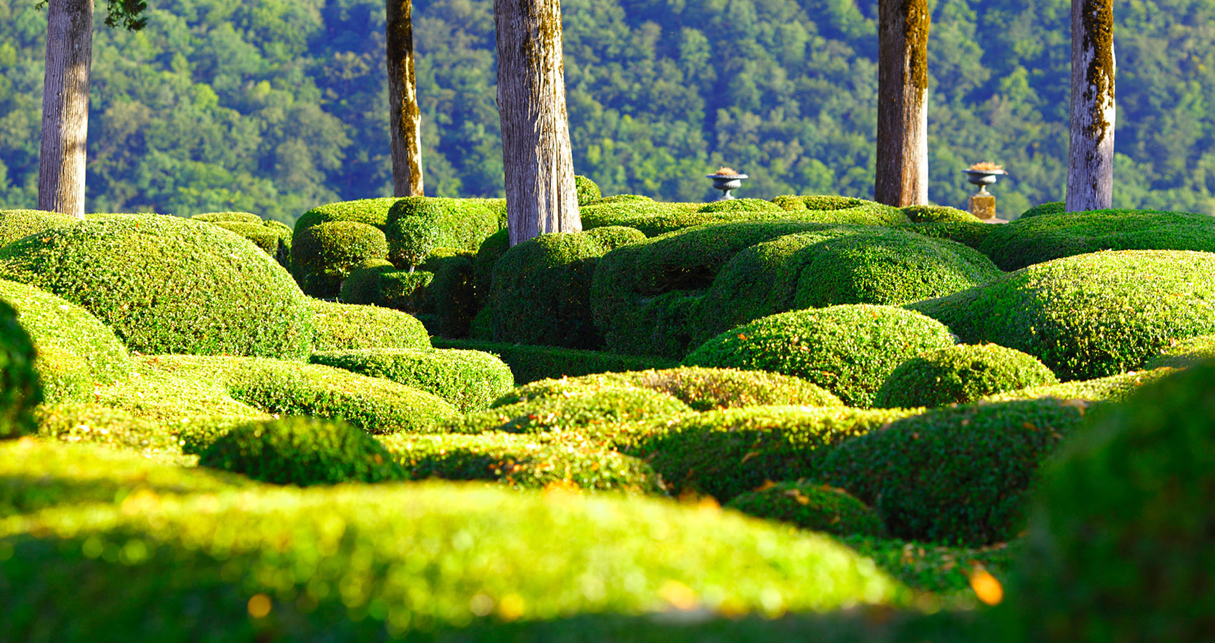 buxus planten