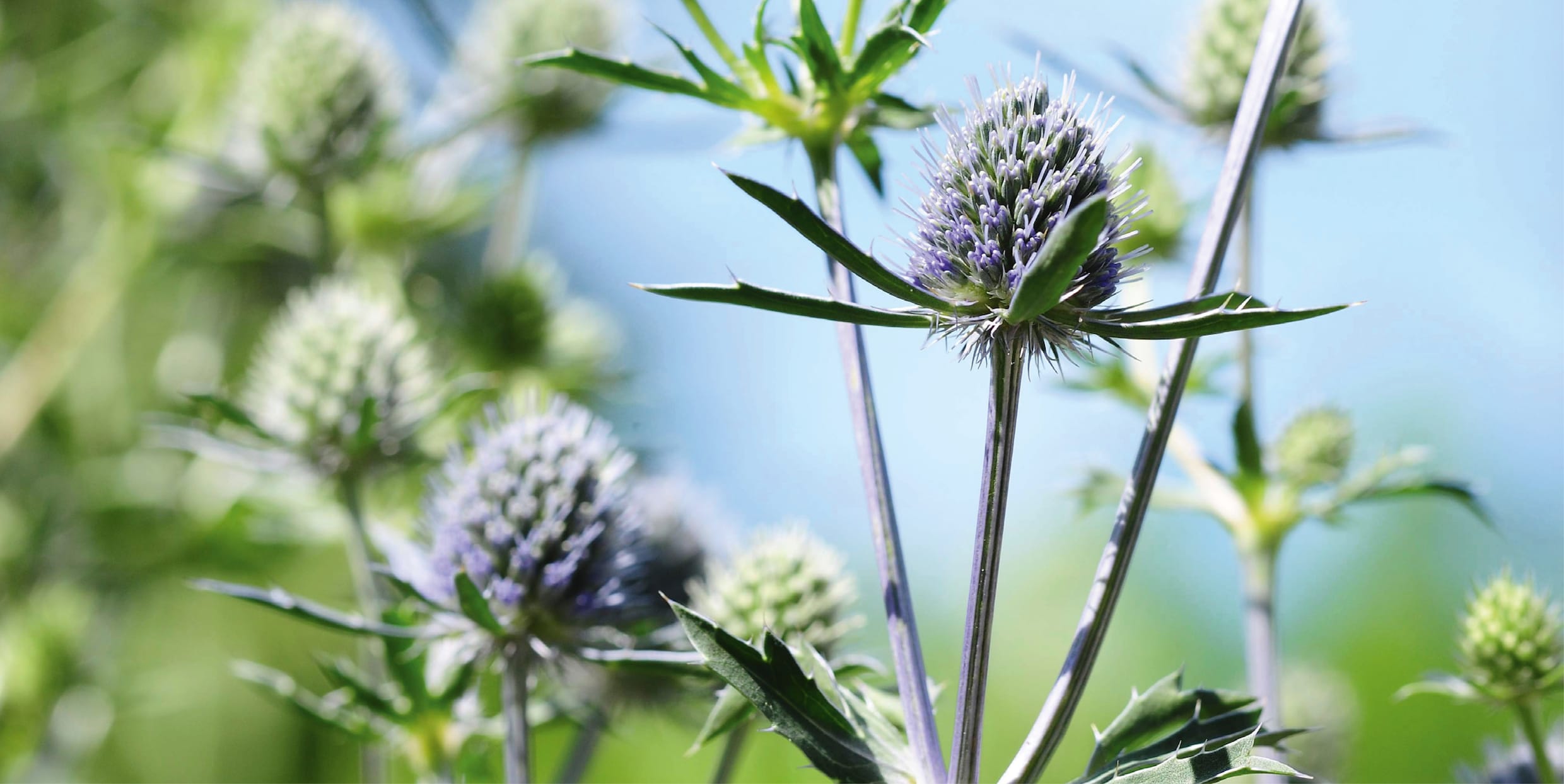 distel plant