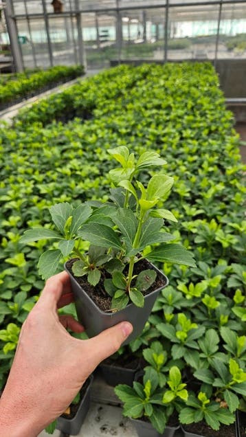 goedkoop planten kopen