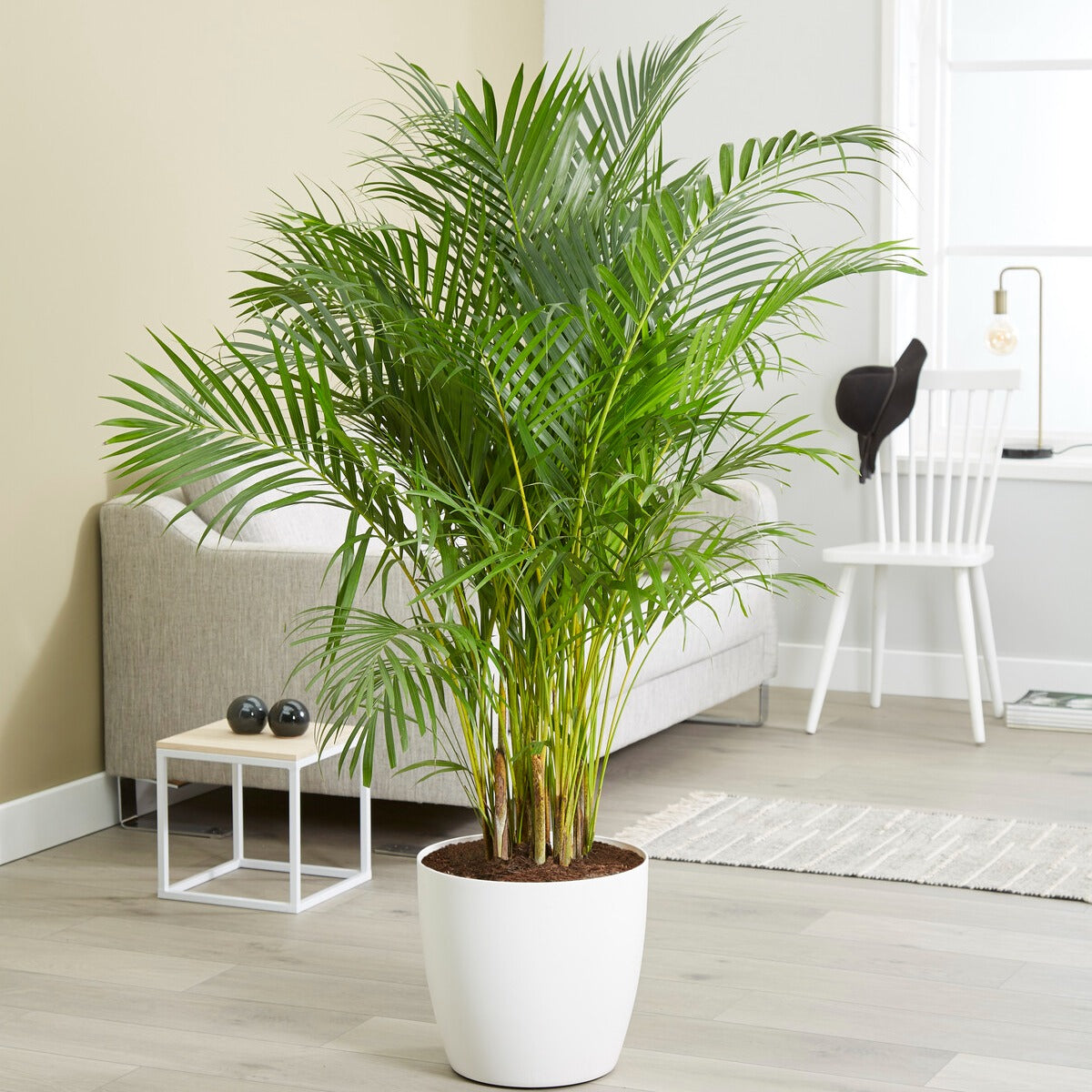 groene planten voor binnen