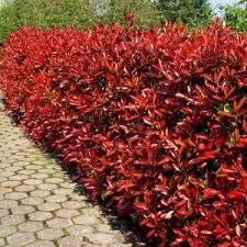 hagen planten