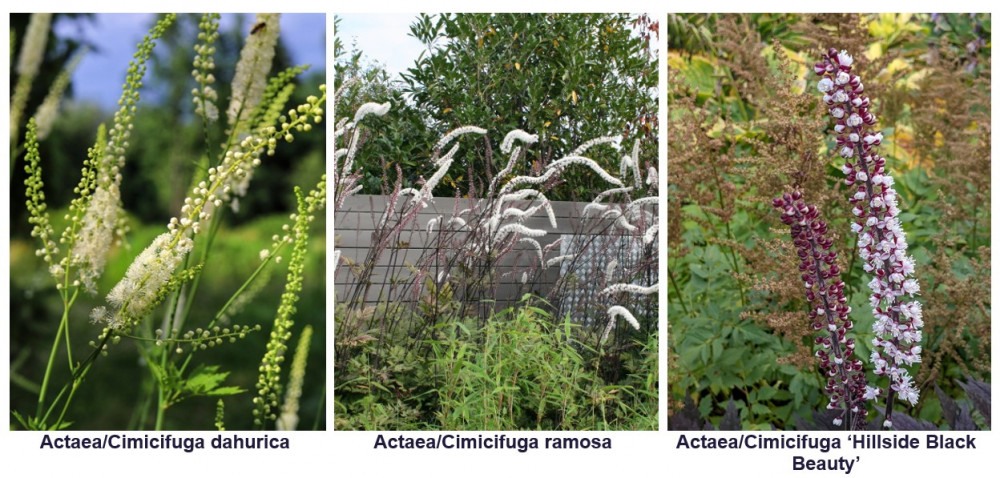 hoge planten voor schutting