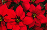 kerstster plant