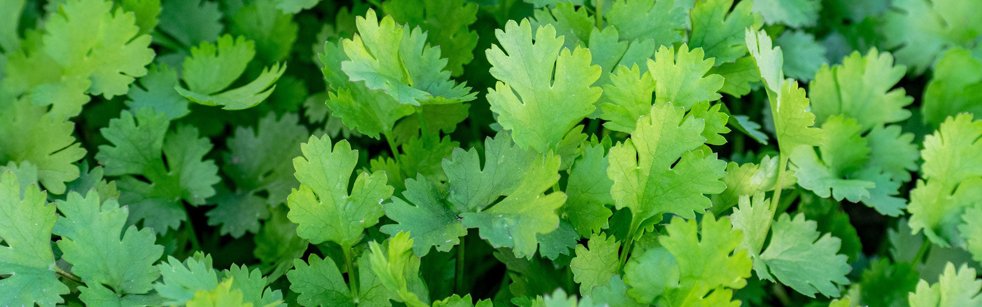 koriander planten