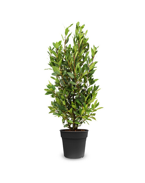 laurier plant kopen