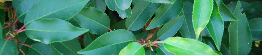 laurierhaag planten