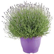 lavendel plant