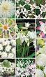 lelies planten