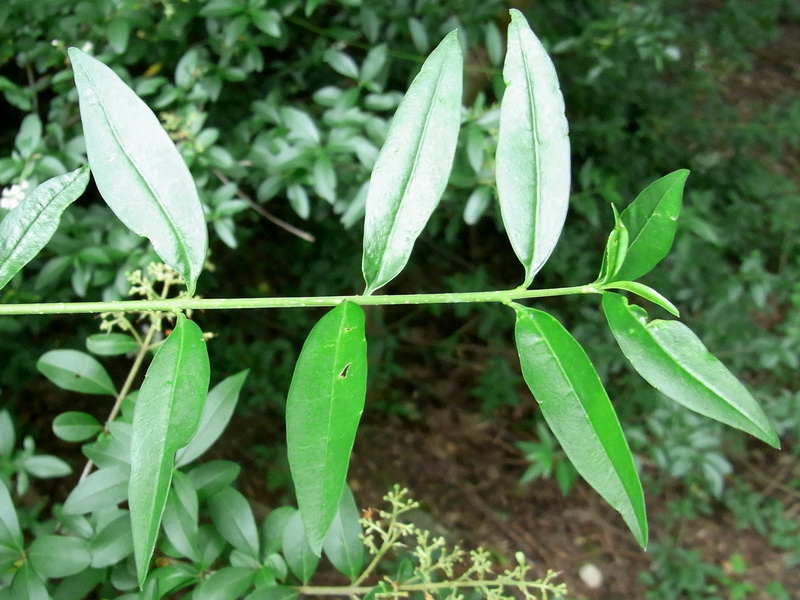 liguster planten