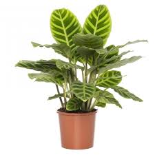 luchtzuiverende plant