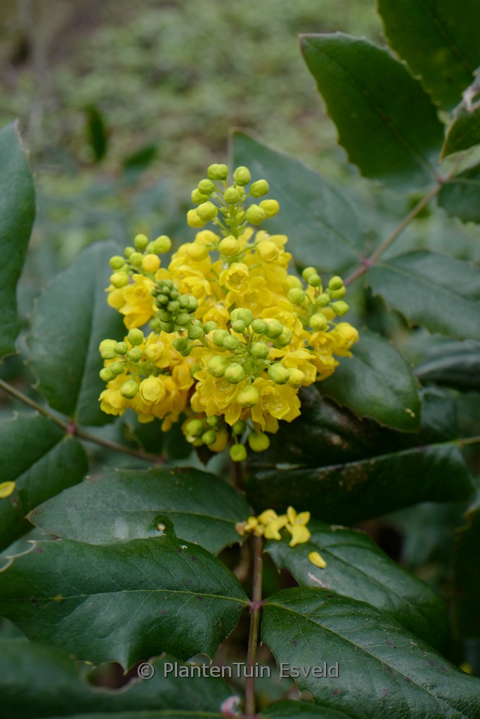 mahonie plant