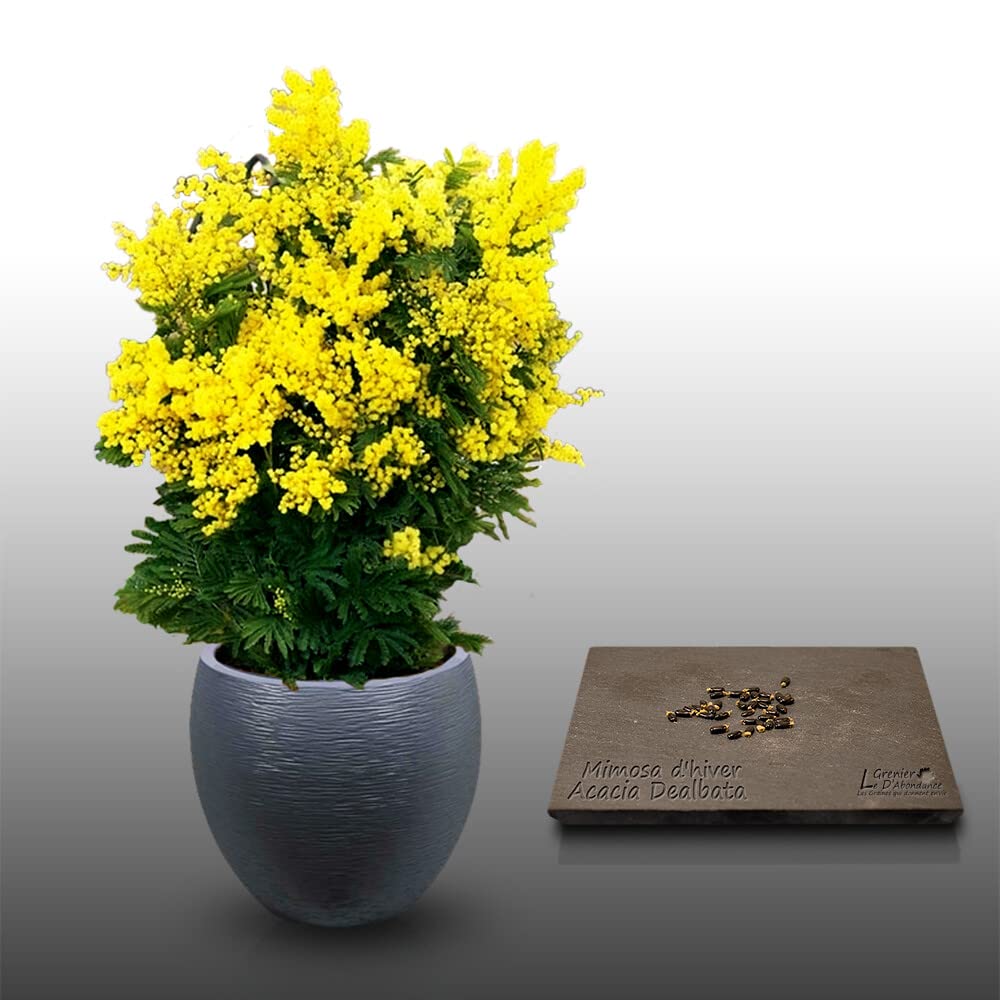mimosa plant kopen