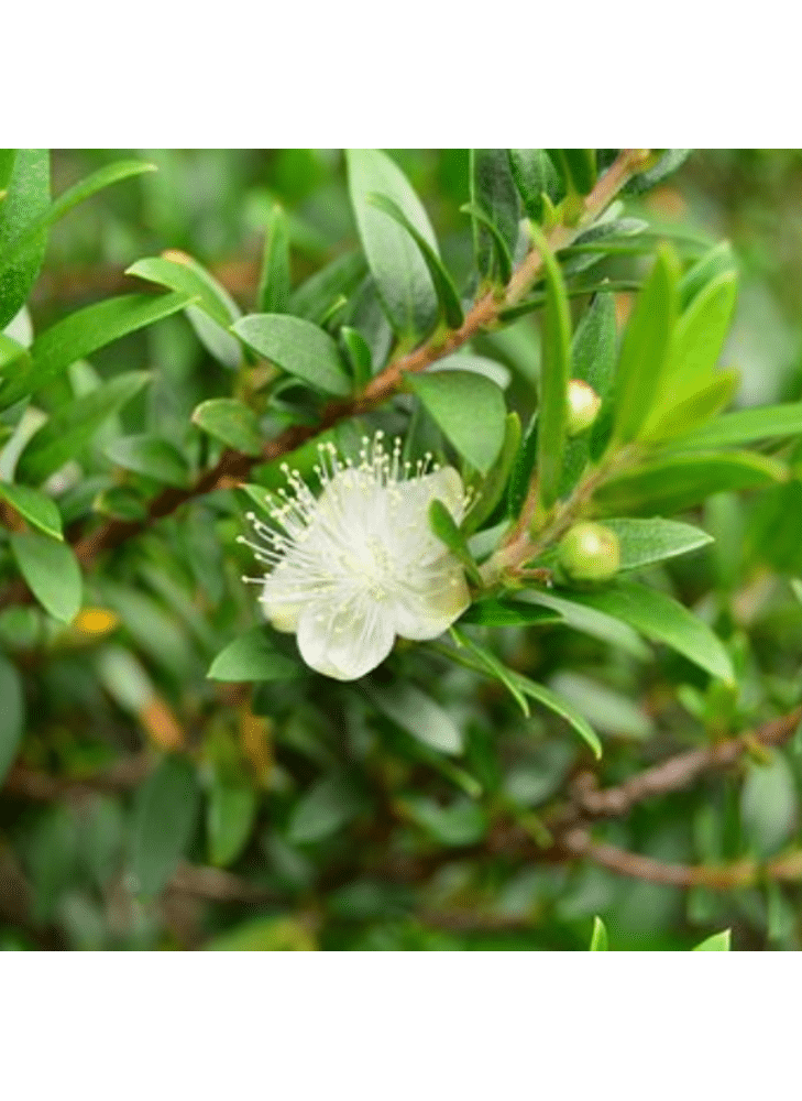 mirte plant