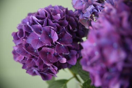mooie planten