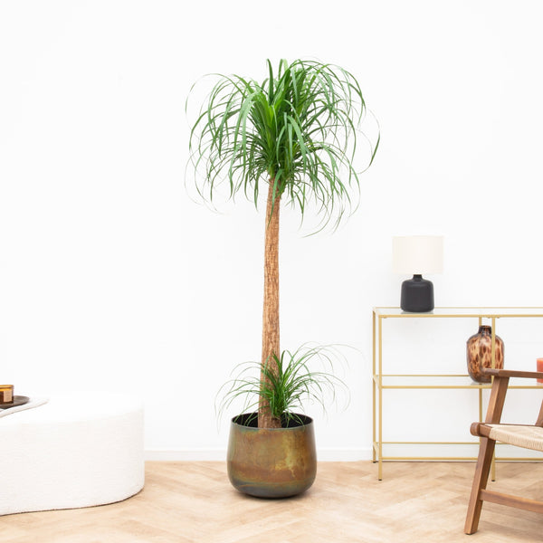 olifantspoot plant