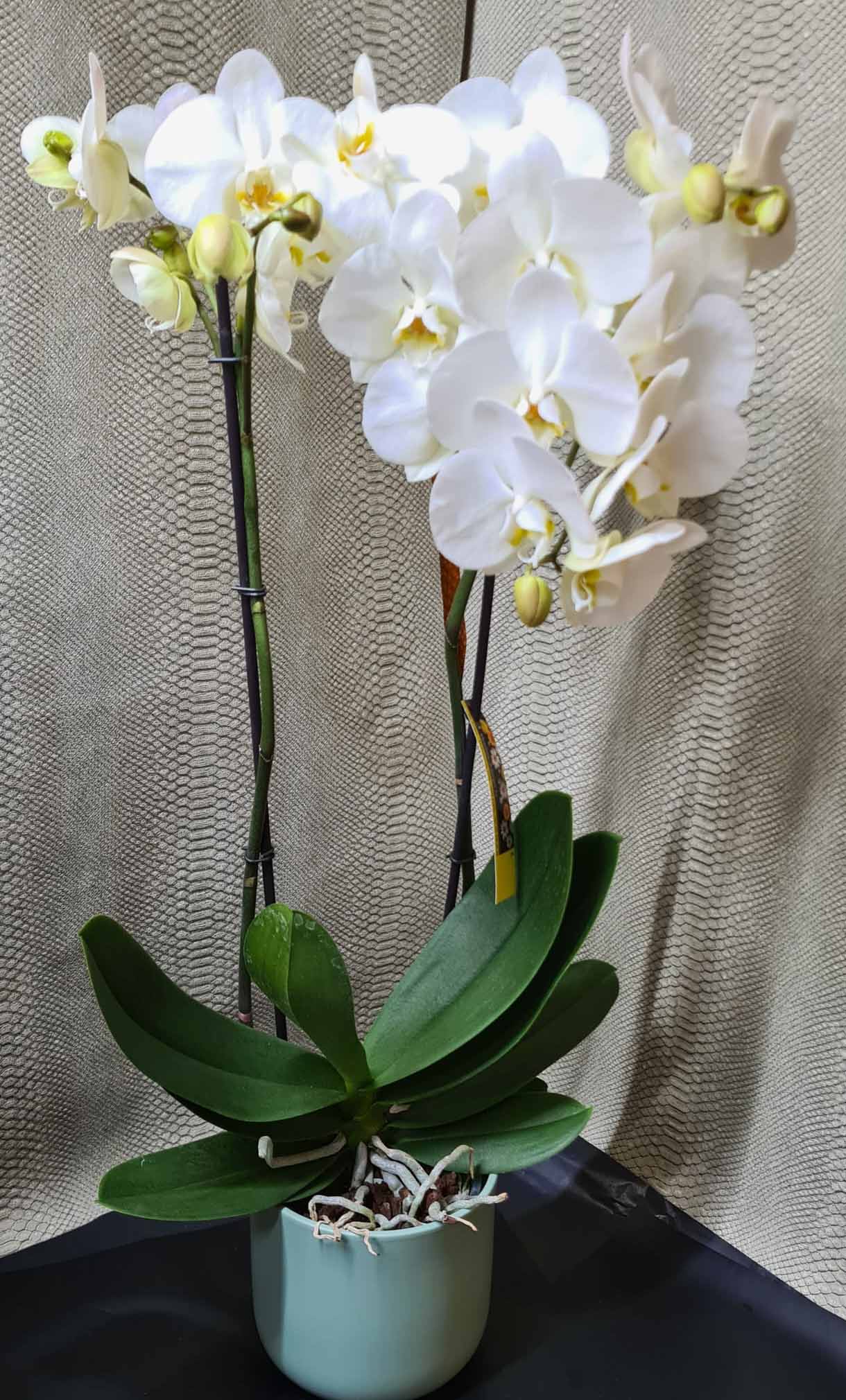 orchidee plant