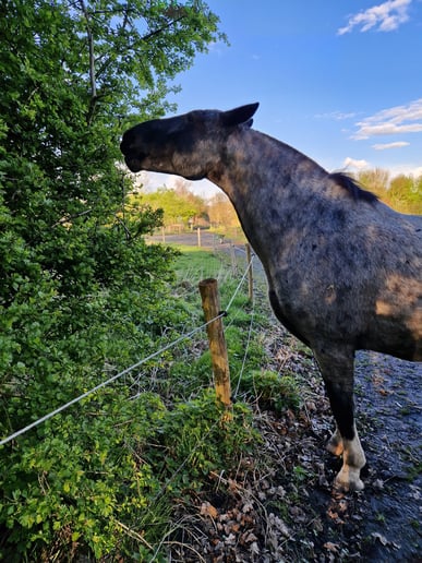 paard en plant