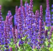 paarse bloemen tuin