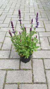 paarse vaste plant