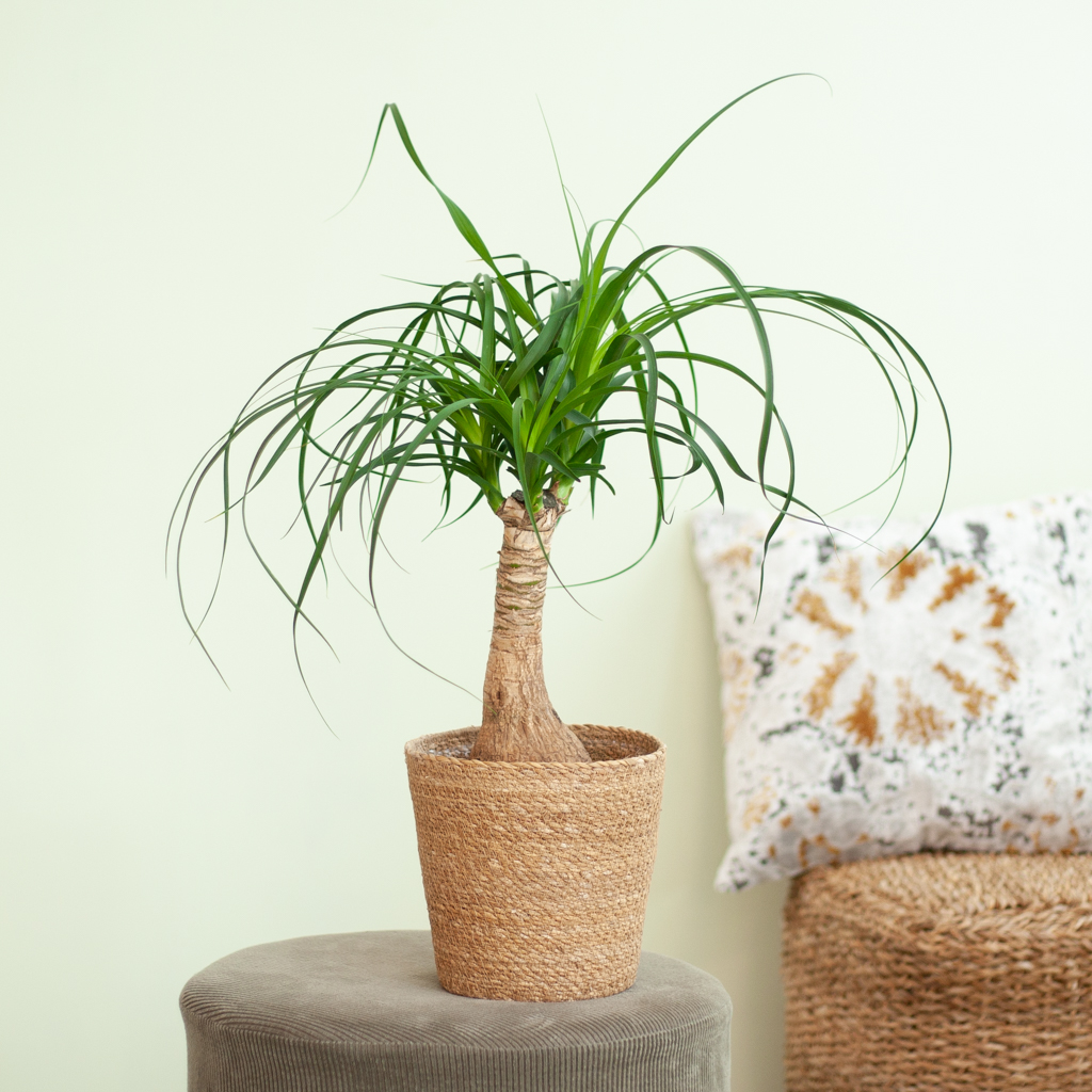 plant olifantenpoot