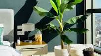 plant slaapkamer