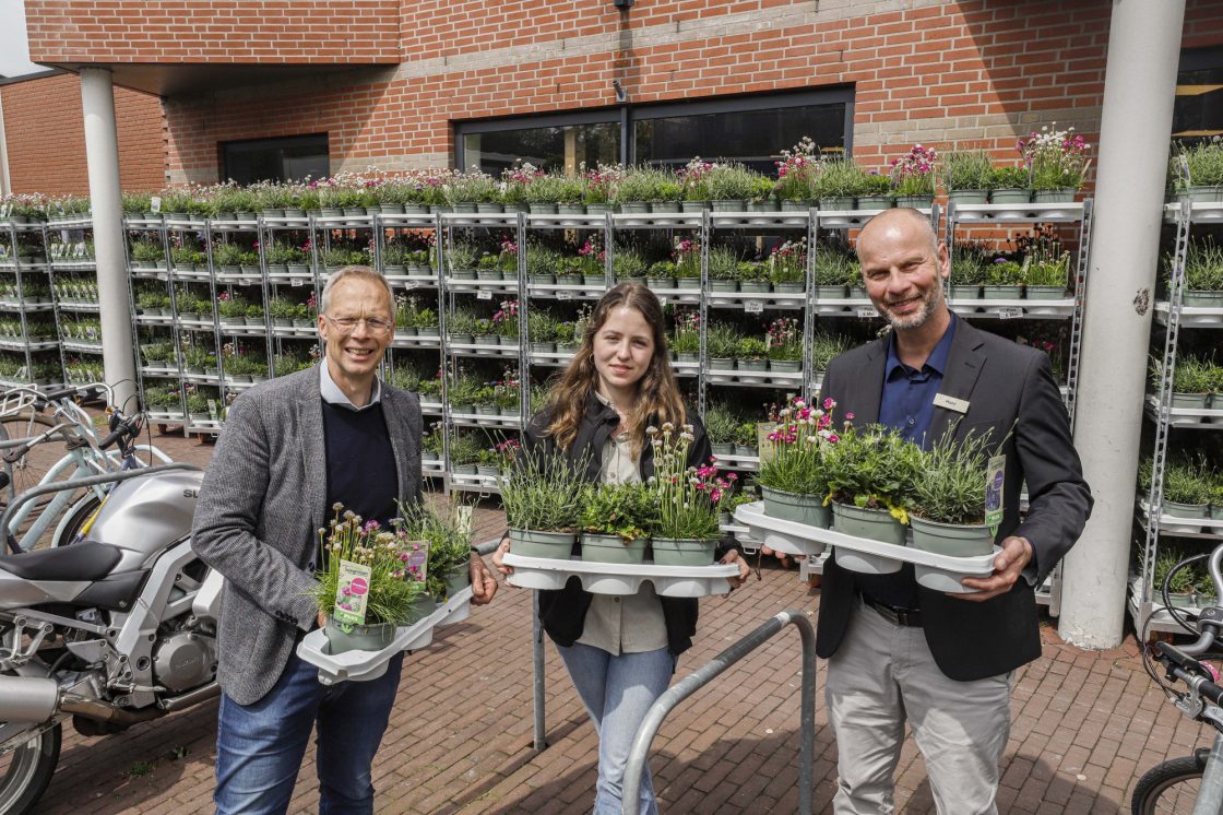 plus planten