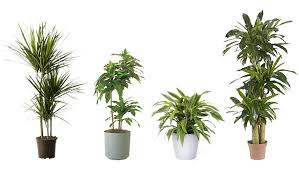 tropische plant