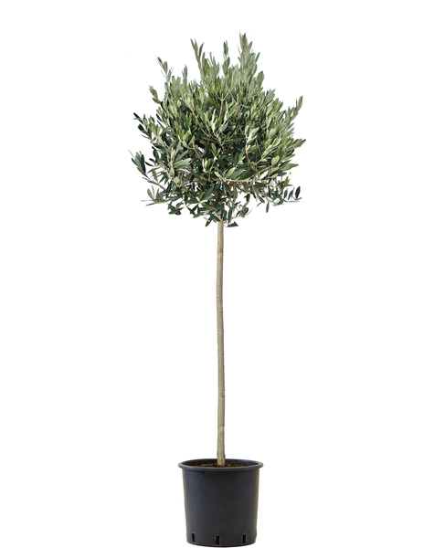 tuinplanten in pot