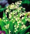 witte bloemen tuin