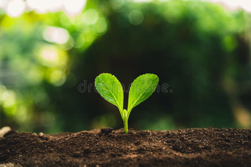 zaden planten